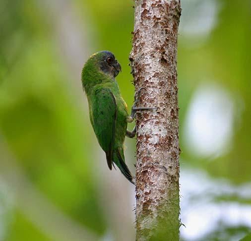 Geelvink pygmy parrot Geelvink Pygmyparrot Micropsitta geelvinkiana videos photos and