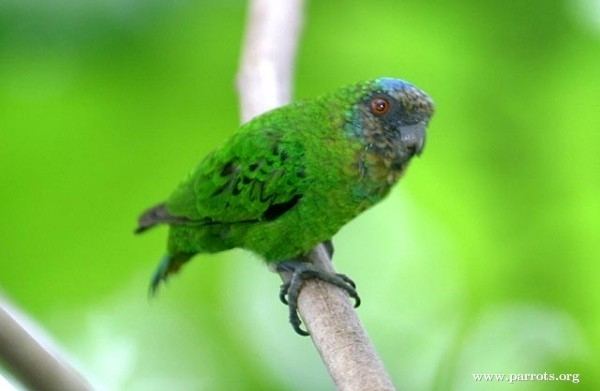 Geelvink pygmy parrot Geelvink Pygmy Parrot World Parrot Trust