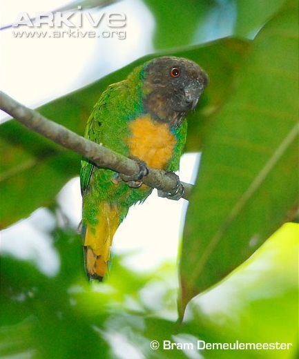 Geelvink pygmy parrot Geelvink pygmy parrot videos photos and facts Micropsitta