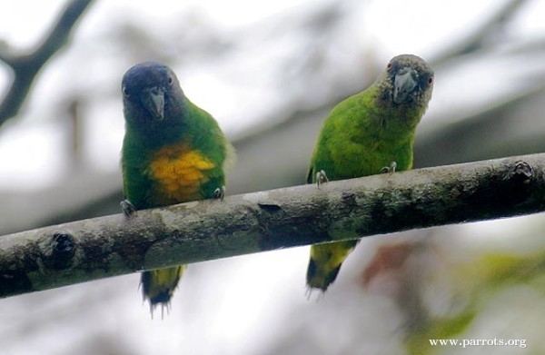 Geelvink pygmy parrot Geelvink Pygmy Parrot World Parrot Trust