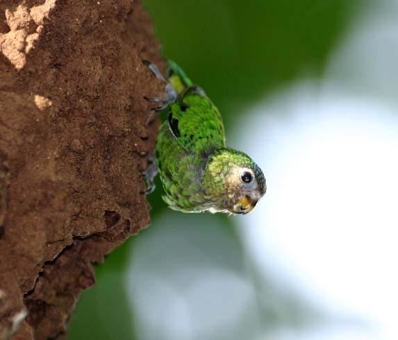 Geelvink pygmy parrot Geelvink Pygmyparrot Micropsitta geelvinkiana videos photos and