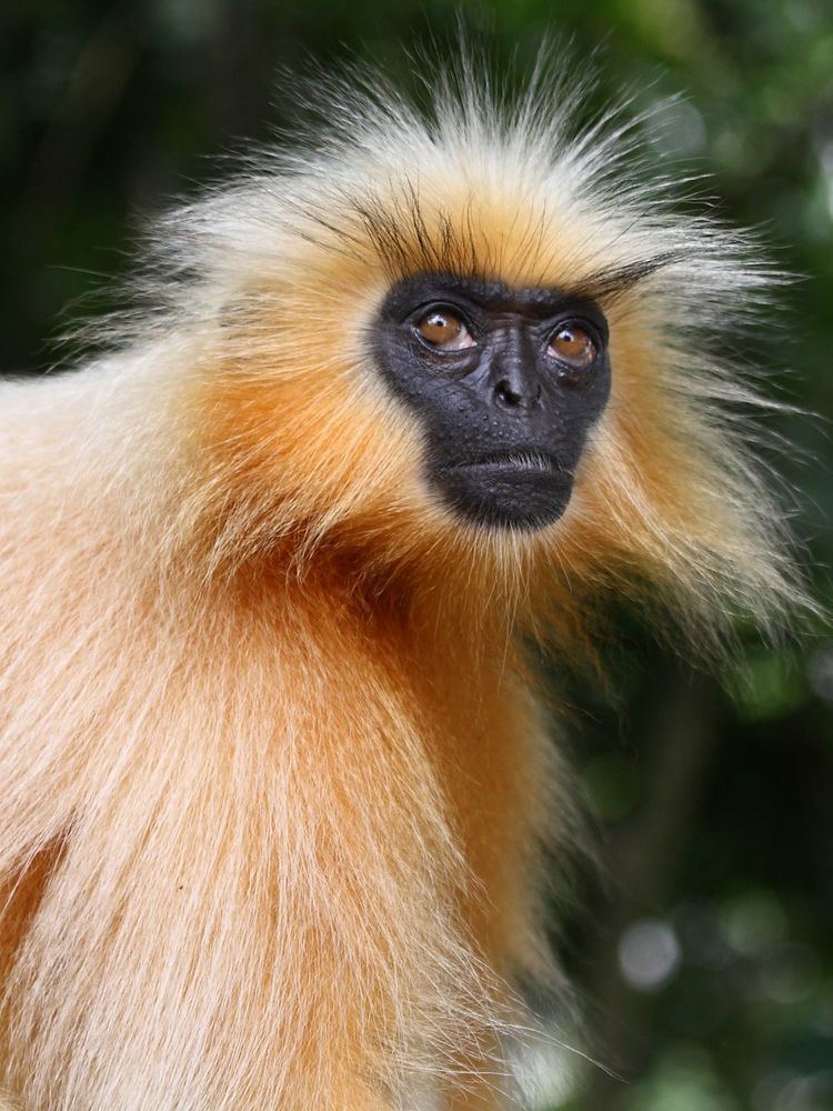 Gee's golden langur Golden Langur Monkey PRIMATES Pinterest