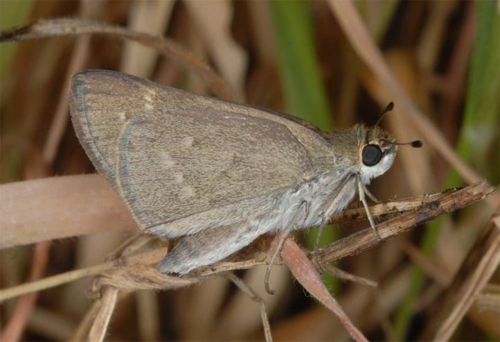 Gegenes pumilio European Lepidoptera and their ecology Gegenes pumilio