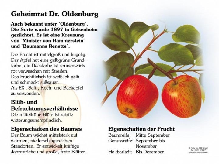 Geheimrat Dr. Oldenburg Geheimrat Dr Oldenburg 30x40 cm Obst Lehrtafeln Natur im