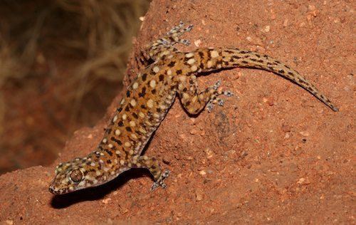 Gehyra AROD gt Reptiles Squamata Gekkonidae Gehyra ARODcomau