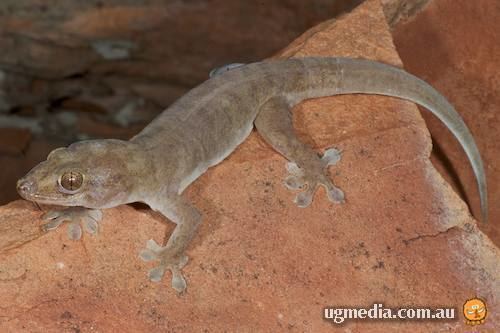 Gehyra AROD gt Reptiles Squamata Gekkonidae Gehyra ARODcomau