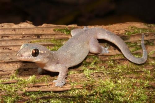 Gehyra AROD gt Reptiles Squamata Gekkonidae Gehyra ARODcomau