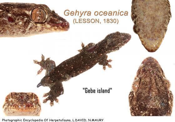 Gehyra oceanica Gehyra oceanica The Reptile Database