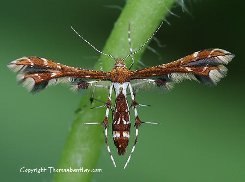 Geina Feather Moth Geina tenuidactylus BugGuideNet