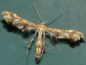 Geina Moth Photographers Group Geina periscelidactylus 6091