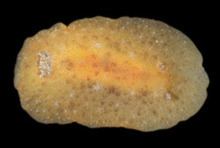 Geitodoris planata httpsuploadwikimediaorgwikipediacommonsthu