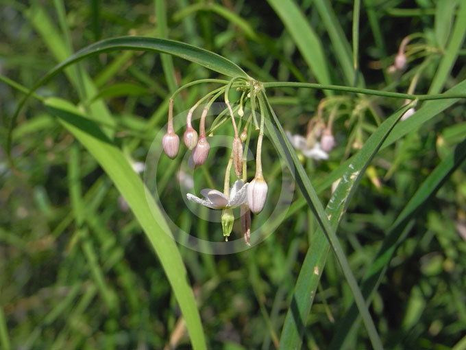 Geitonoplesium Geitonoplesium cymosum Scrambling Lily information amp photos