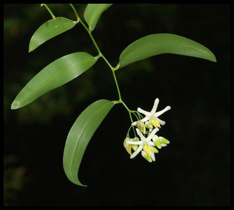 Geitonoplesium Geitonoplesium cymosum PHILESIACEAE Scrambling Lily