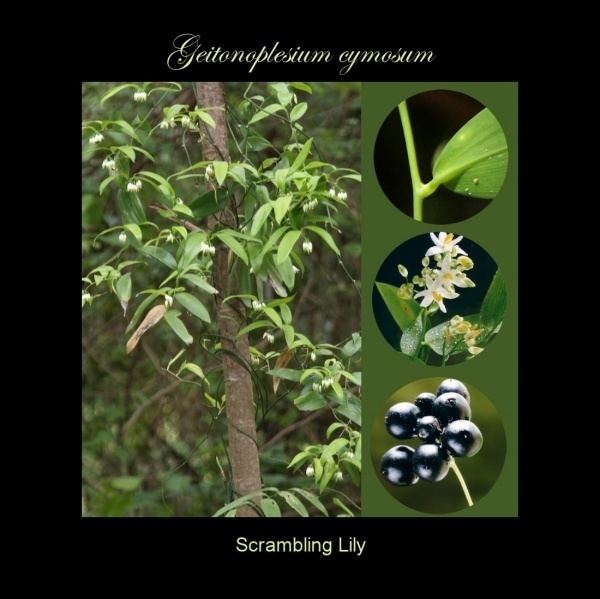 Geitonoplesium Geitonoplesium cymosum Noosa39s Native Plants