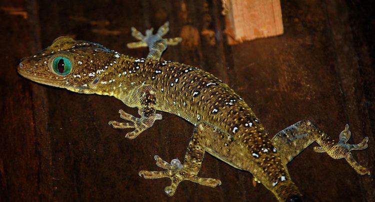 Gekko smithii Smith39s Giant Gecko Gekko smithii Foto amp Bild Natur Amphibien