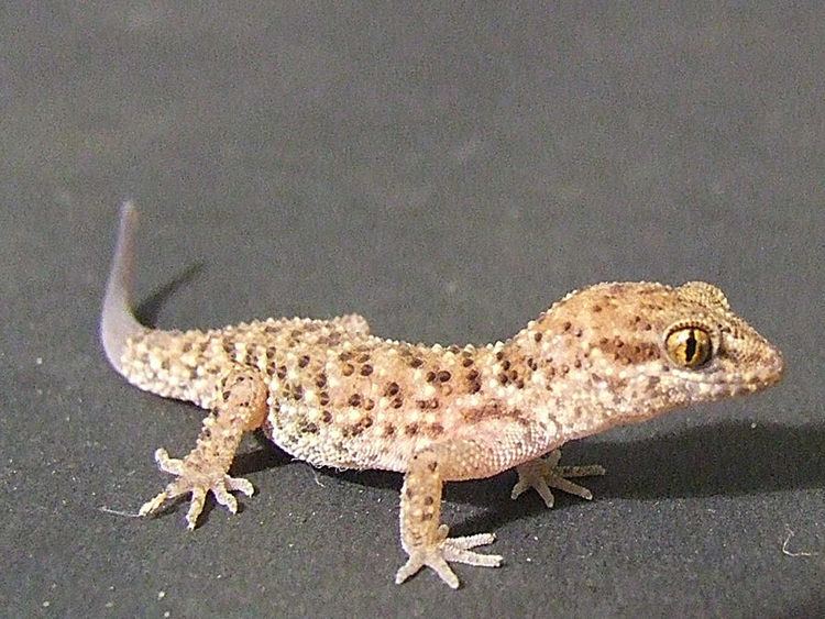 Gekkonidae GekkonidaegtHeteronotia binoei Binoe39s prickly gecko 0020b Flickr