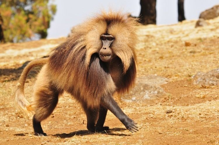 Gelada Gelada Facts History Useful Information and Amazing Pictures