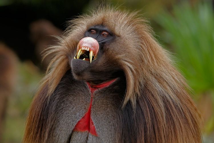 Gelada Gelada Facts History Useful Information and Amazing Pictures