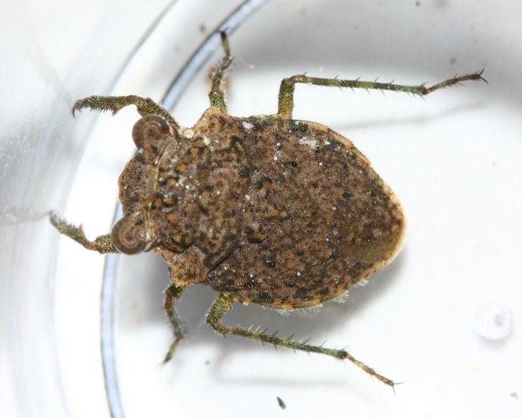 Gelastocoridae Toad Bug Gelastocoris sp Gelastocoridae photo Stephen Luk