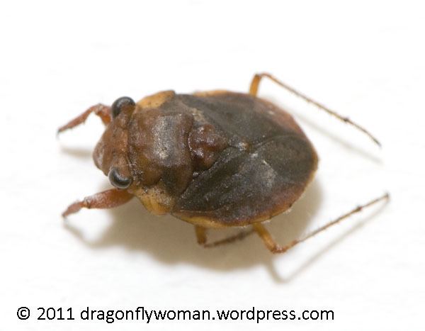 Gelastocoridae toad bugs The Dragonfly Woman