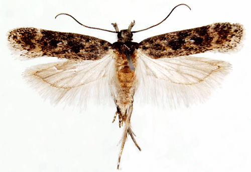 Gelechiidae Chionodes ignorantellus Insecta Lepidoptera Gelechiidae