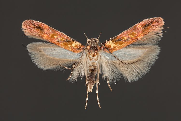 Gelechiidae Grinter Gelechiidae undetermined The Skeptical Moth