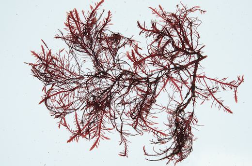 Gelidium Seaweedie Gelidium spinosum