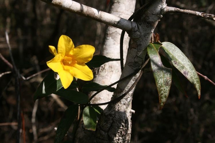 Gelsemium rankinii Native Florida Wildflowers Swamp Jessamine Gelsemium rankinii