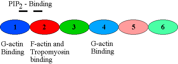Gelsolin The Gelsolin Family