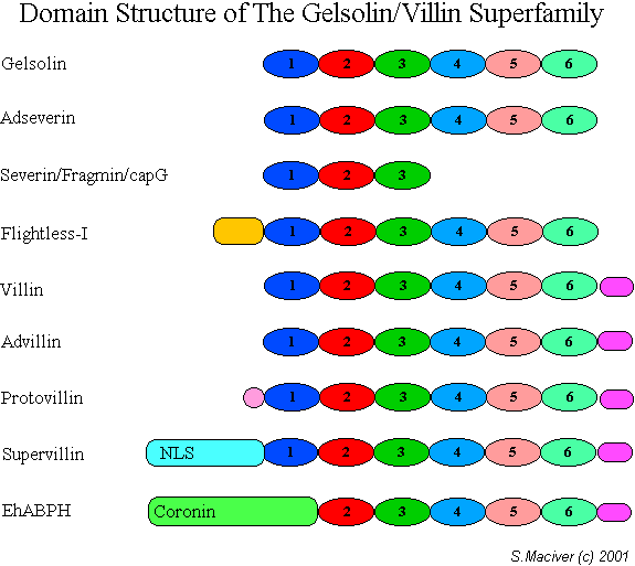 Gelsolin GelsolinVillin Structure Diagram