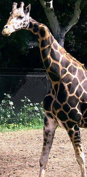 Gemina (giraffe) Gemina giraffe Wikipedia