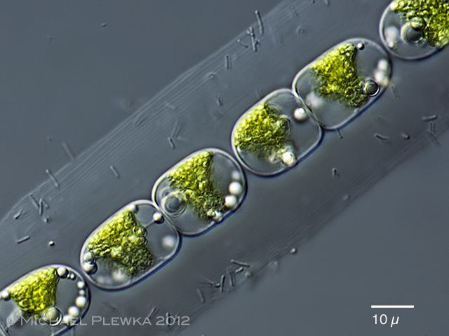 Geminella (alga) wwwplingfactorydeScienceAtlasKennkarten20Alg