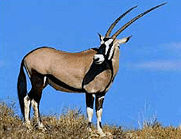 Gemsbok Gemsbok Antelope its unique physical and physiological characteristics