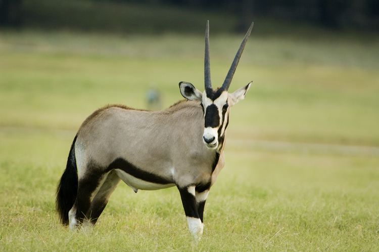 Gemsbok Gemsbok Facts History Useful Information and Amazing Pictures