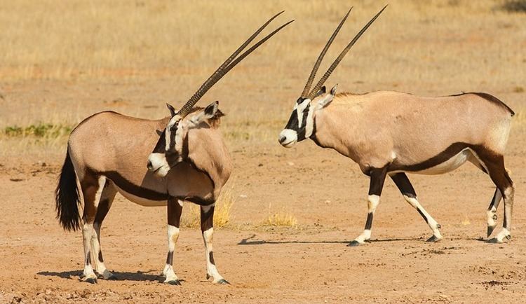 Gemsbok Gemsbok a symbol of the arid zone pictures and interesting facts