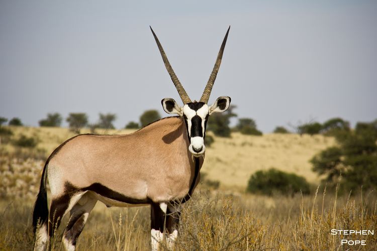 Gemsbok Gemsbok Facts History Useful Information and Amazing Pictures