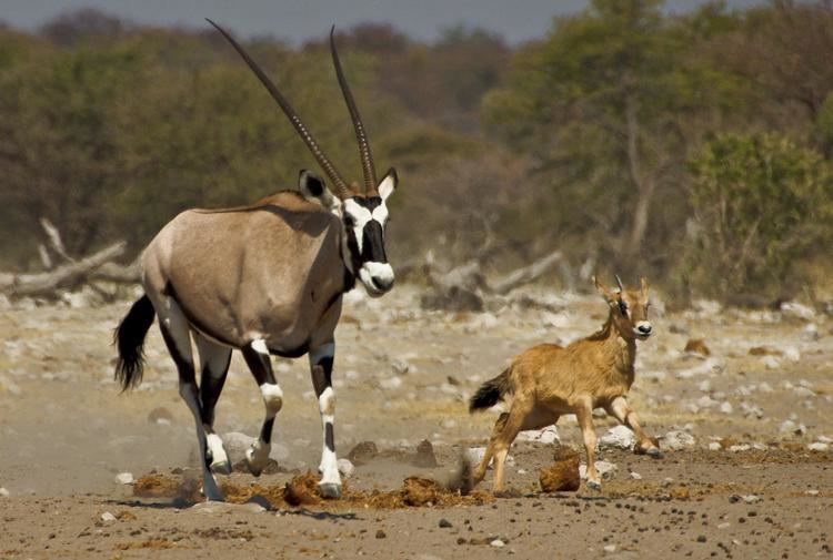 Gemsbok The gemsbok Oryx gazella pgcps mess Reform Sasscer without delay