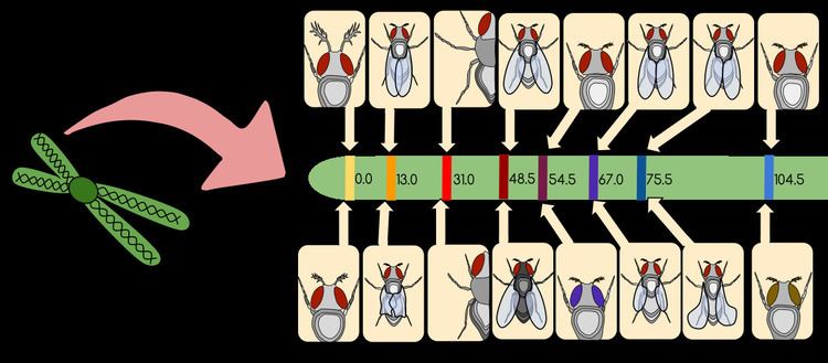 Gene mapping