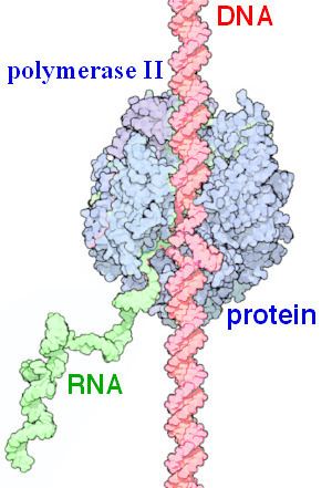 Gene product