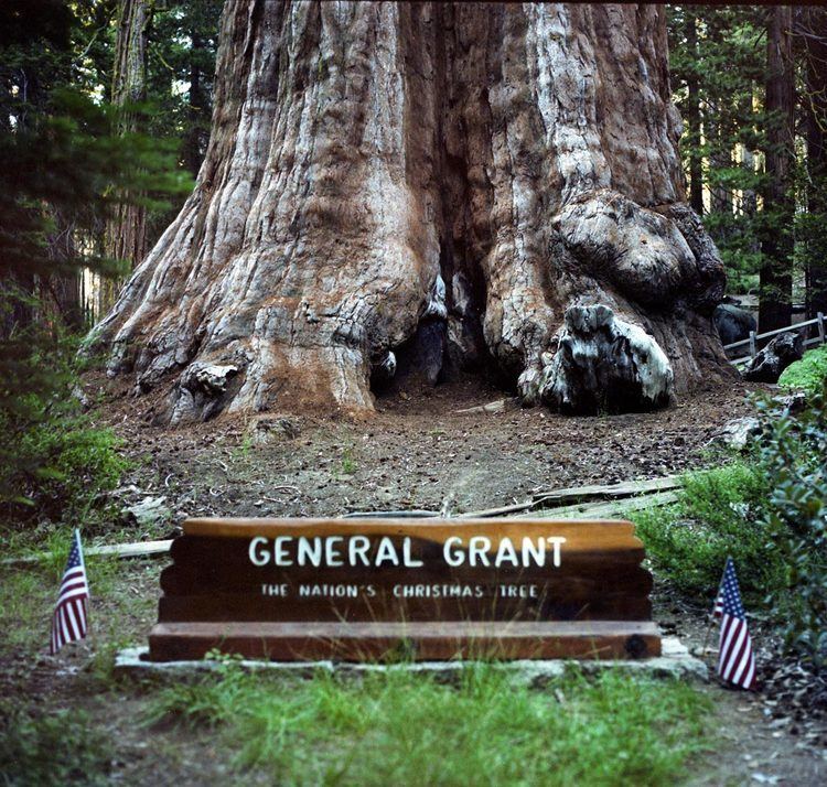 General Grant (tree) General Grant Tree Wondermondo