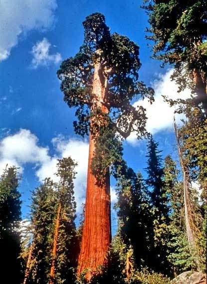 General Grant (tree) General Grant Tree in Grant Grove VisitVisaliaorg