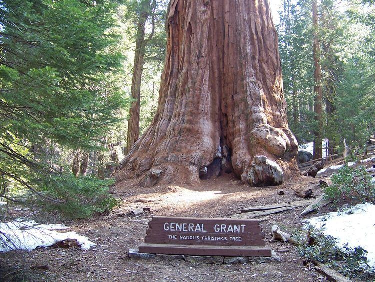 General Grant (tree) General Grant Tree in Kings Canyon National Park