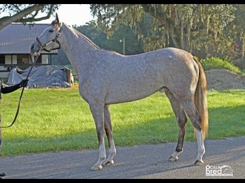 General Quarters (horse) Filly by General Quarters YouTube