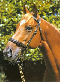 Generous (horse) wwwjockeysitecomstoriesgenerousjpg