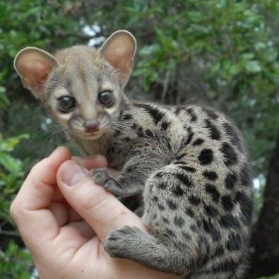 Genet (animal) 1000 images about Genet Spotted Genet on Pinterest Old world