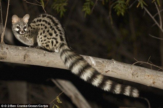 Genet (animal) Genet rides on the back of a RHINO and often travels by buffalo as