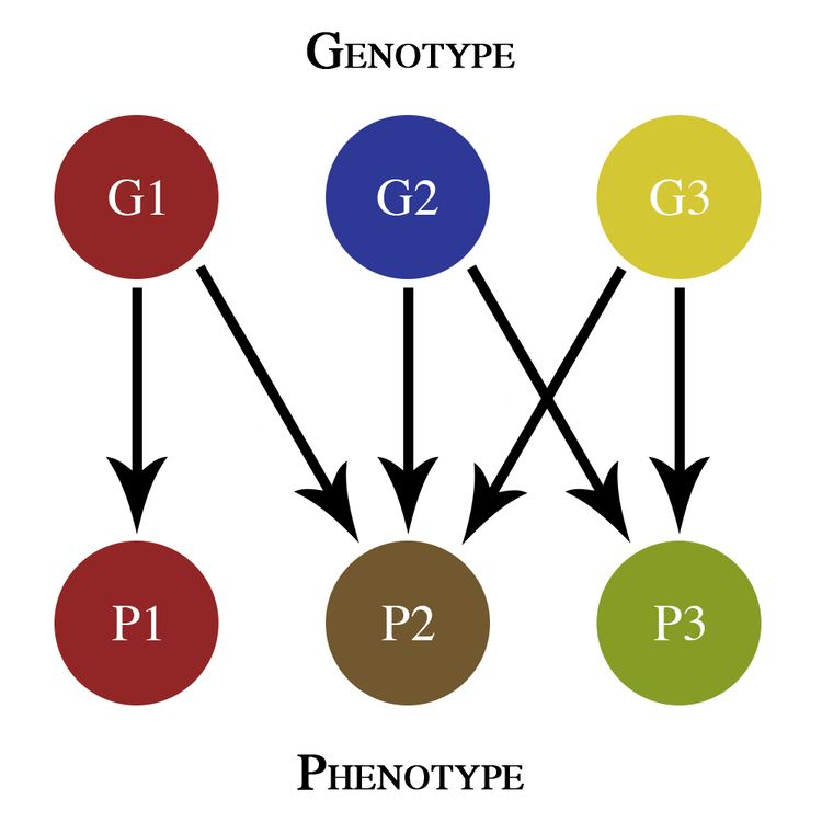 Genetic architecture