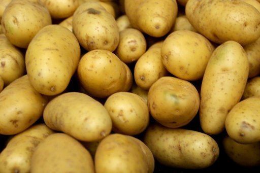 Genetically engineered potato BASF halts EU approval process for GM potatoes