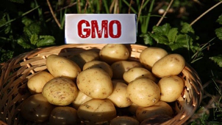 Genetically engineered potato US FDA approves secondgeneration genetically engineered potato