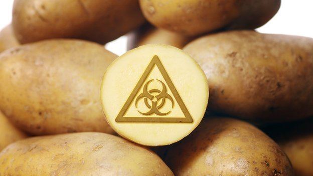 Genetically engineered potato McDonald39s poised to embrace new GMO potato farming in 2014 and beyond